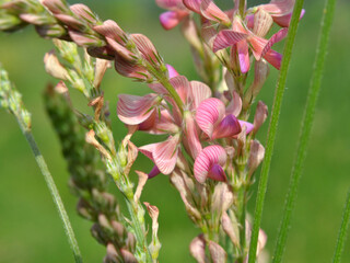 In the meadow among the herbs blooms sainfoin (onobrychis).