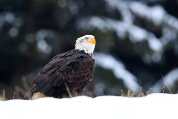A great strong bird of prey with white head in the winter time, snowy forest in the background....