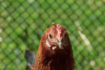 Farm brown chicken head portrait picture
