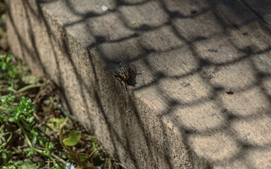 Fly insect with red eyes