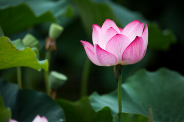 Obraz premium pink and white coloured lotus flower close up with leaves