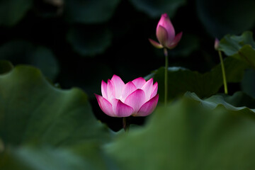 Obraz premium pink and white lotus flower in half bloom