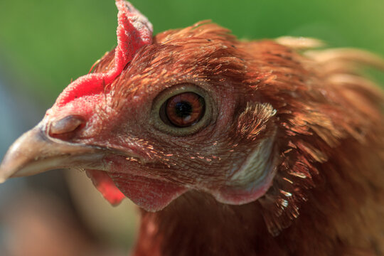 Farm brown chicken head portrait picture