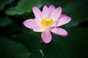 Mostly white lotus flower with a bit of pink on the tip close up with leaves