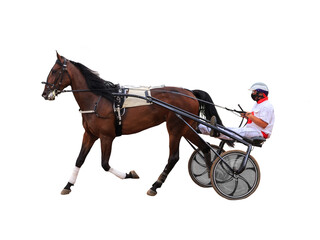 horse racing jockey race isolated on white background
