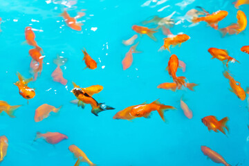 Naklejka na ściany i meble Colored tropical fish in a decorative pond. Orange decorative fish on a blue background. Flock of ornamental fish