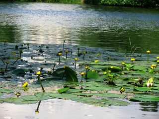 small yellow water lilies on the water