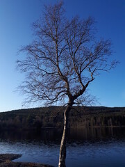 A young tree on a background of blue sky and water - Oslo, lake Sognsvann 