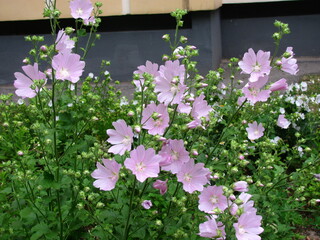 Soft pink Mallow flowers on a background of green leaves.