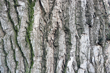 Tree  bark  texture