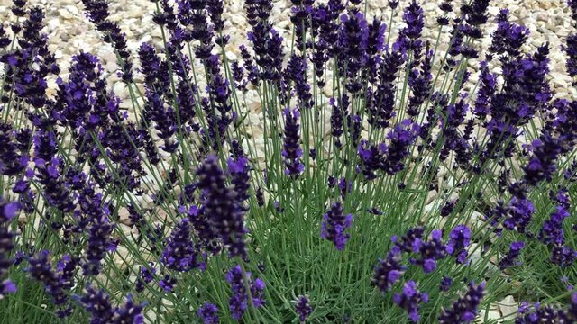 Duftender Lavendel wiegt sich im Wind