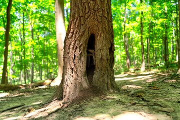 mushrooms in a hollow