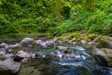 Naklejka na ściany i meble La Fortuna jungle in the forest with clear river and fish, close to Arenal Volcano, Costa Rica national park. Central America. Beatiful nature.