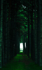 Fototapeta premium path in the woods