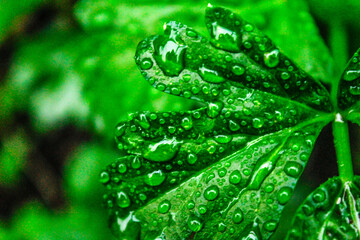 Lluvia verde 