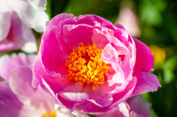 Beautiful pink peony flower. Flowers background. Selective focus, top view, close-up.