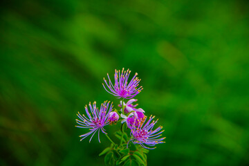 Obraz premium Thalictrum aquilegiifolium one