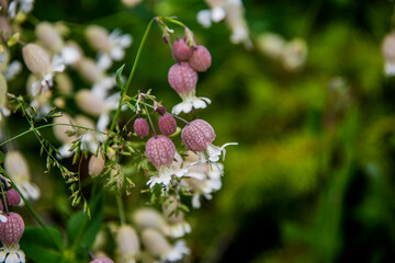 Silene Vulgaris zero