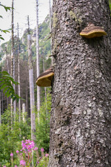 mushrooms or fungus on a tree trunk.