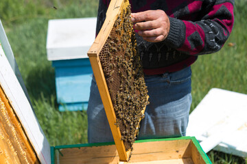 A farmer on a bee apiary holds frames with wax honeycombs. Planned preparation for the collection...