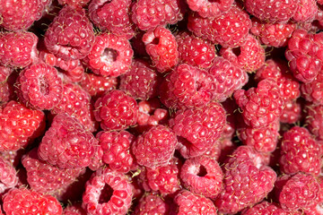Macro photo of fresh raspberries. Background patern of sweet red raspberries.