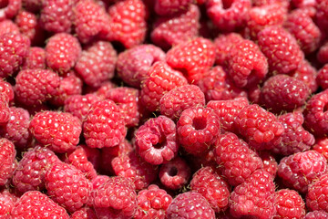 Macro photo of fresh raspberries. Background patern of sweet red raspberries.