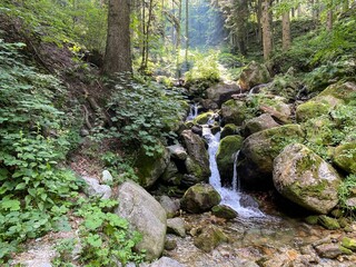 Marguareis natural park: stream in the woods. Piedmont, Italy