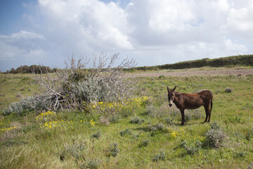donkey in the meadow