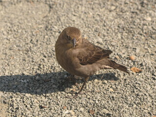 Brown-headed cowbird (Molothrus ater) - juvenile brown bird on the sand, San Francisco, USA