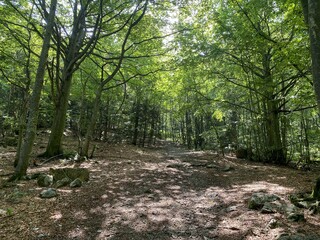 Marguareis Natural Park: path through the woods