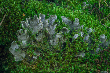green moss and mushrooms