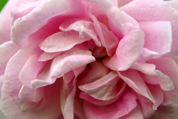 Background of petals Pink rose. The flower grew in a natural environment.