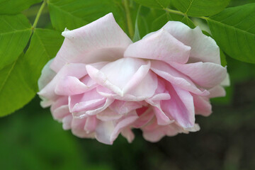 Pink rose in garden. Flower grew in a natural environment.