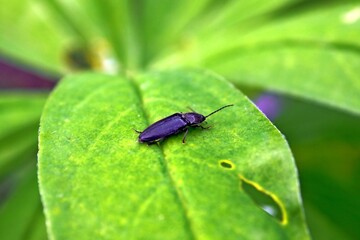 Beetle on a green leaf. A bug in its natural environment.