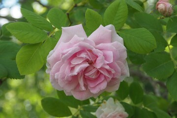 Pink rose in garden. The flower grew in a natural environment.