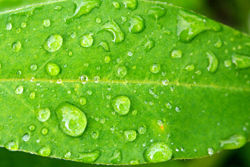 Large Dewdrops on a green leaf. Leaves with water drops macro.