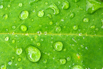 Dewdrop of rain on a green leaf. Leaves with a drop of water macro.