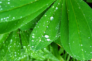 Dew drops on fresh green leaves after rain. Leaves with a drop of water macro.