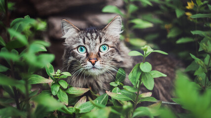 Naklejka na ściany i meble A tabby cat sits in the garden and looks out of the bushes. Walking Pets in nature in the Park