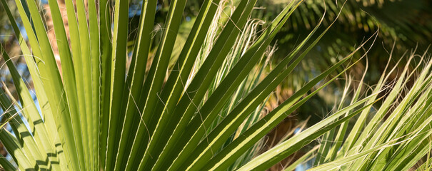Obraz na płótnie Canvas Branches of date palms under blue sky in Summer