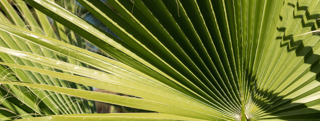 Branches of date palms under blue sky in Summer