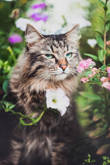 Naklejka na ściany i meble A tabby cat sits in flowers and looks slyly at the camera. Walking Pets in nature in the Park