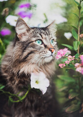 Naklejka na ściany i meble A tabby cat is sitting in the garden and sniffing flowers. Walking Pets in nature in the Park
