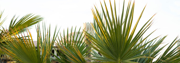 Fototapeta premium Branches of date palms under blue sky in Summer