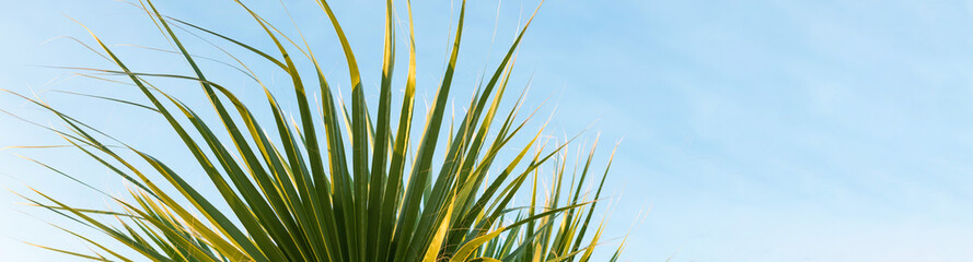 Branches of date palms under blue sky in Summer © Mountains Hunter