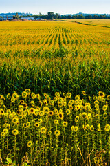 A corn field with sunflowers growing around he perimeted of the field © Bob