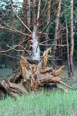 Vertical photo of the root of an old tree torn from the ground by a strong wind lying in a forest in a clearing