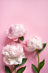 Vertical pink background with peonies for text, greetings