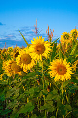 Sunflowers mixed  with corn stalks in a field near Jefferson, Oregon.