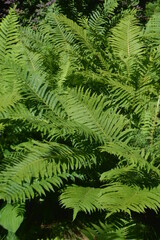 Beautiful Green Wild Fern Leaves